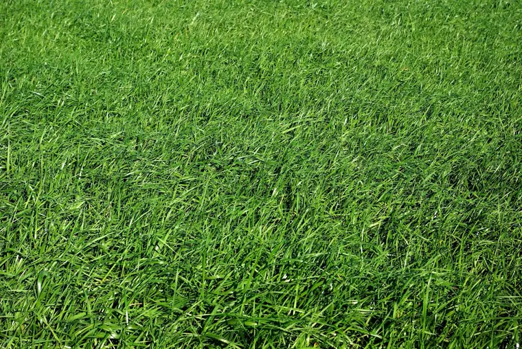 A freshly cut green lawn